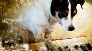 Koiran sydän: 27.11.2016 17.08