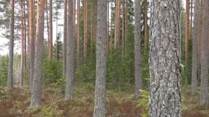 Novosti Yle: 21.08.2016 16.50