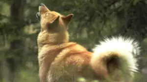 Erätulilla: metsäkanalinnut - havumetsien riistaa: 19.09.2016 01.00