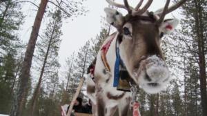 Hiihdon Suomen cup: 19.11.2016 11.20