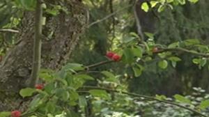 Yle Nyheter TV-nytt: 24.09.2016 19.30