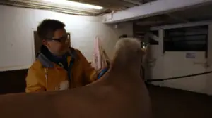 Onks noloo: Harrastaa ratsastusta?: 20.12.2016 08.00