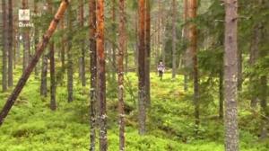 Suunnistusta: Huippuliigan osakilpailu: 16.06.2016 18.30