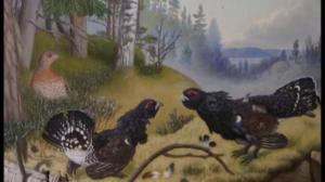 Pohjantähden alla: Taistelevat metsot: 03.06.2016 12.35