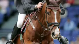Ratsastusta: Horse Show: 23.10.2016 15.40