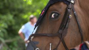 Ratsastuksen maailma: 11.09.2016 17.00