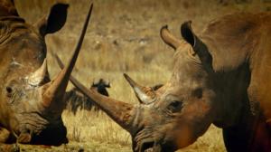 Ulkolinja: Uhkapeliä sukupuutolla: 06.10.2016 22.00