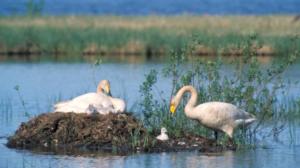 Siipi lumihohtoinen (S): 23.05.2016 09.00