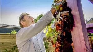 Rakkaudesta puutarhaan: 31.05.2016 19.00