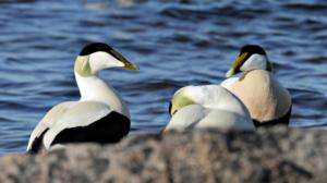 Haahkan vuosi: 02.01.2017 19.00