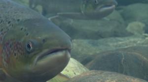 Luontoretkellä: Lohi kutee: 16.05.2016 19.00