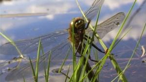 Korentolampi (S): 10.06.2016 09.00
