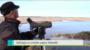 Yle Uutiset Pohjanmaa: Yle Uutiset Pohjanmaa 17-05-2016 Klo 18-22: 17.05.2016 17.51