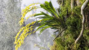 Prisma: Huonosti käyttäytyvät kasvit: 18.05.2016 19.00