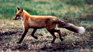 Kettu osaa monta asiaa (S): 22.05.2016 18.15