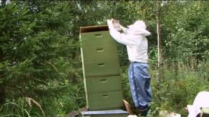 Neljä nenää: Hunajaa: 08.08.2016 18.00