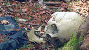 VICE: Suicide Forest In Japan (12): 25.05.2016 22.00