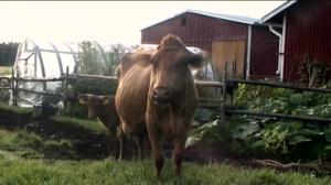 Neljä nenää: Marjojen poiminta: 15.08.2016 18.00