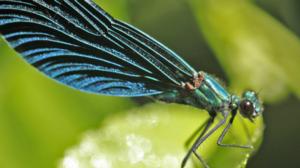 Lentävien jalokivien puro (S): 12.06.2016 18.15