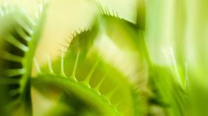 Prisma: Huonosti käyttäytyvät kasvit: 11.05.2016 19.00