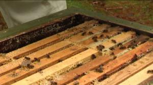 Yle Uutiset Lounais-Suomi: Yle Uutiset Lounais-Suomi 20-05-2016 Klo 17-06: 20.05.2016 16.42