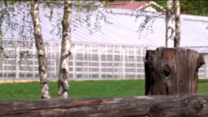 Yle Uutiset Lappi: Yle Uutiset Lappi 26-05-2016 Klo 17-06: 26.05.2016 16.37