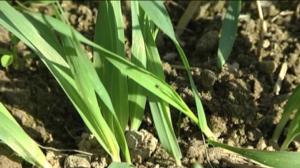 Yle Uutiset Keski-Suomi: Yle Uutiset Keski-Suomi 31-05-2016 Klo 17-06: 31.05.2016 16.30