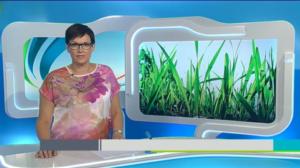 Yle Uutiset Keski-Suomi: Yle Uutiset Keski-Suomi 31-05-2016 Klo 18-22: 31.05.2016 17.52