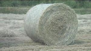 Yle Uutiset Pohjanmaa: Yle Uutiset Pohjanmaa 07-06-2016 Klo 17-06: 07.06.2016 16.50