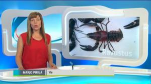 Yle Uutiset Häme: Yle Uutiset Häme 21-07-2016 Klo 18-22: 21.07.2016 16.50