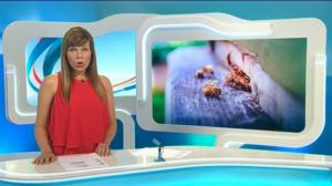 Yle Uutiset Keski-Suomi: Yle Uutiset Keski-Suomi 26-07-2016 Klo 18-22: 26.07.2016 17.28