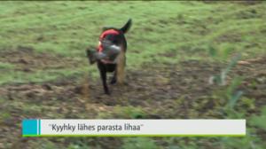 Yle Uutiset Lounais-Suomi: Yle Uutiset Lounais-Suomi 10-08-2016 Klo 18-22: 10.08.2016 17.48