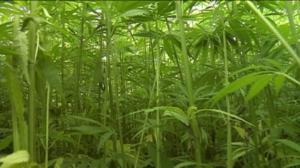 Yle Uutiset Itä-Suomi: Yle Uutiset Itä-Suomi 15-08-2016 Klo 17-06: 15.08.2016 16.32