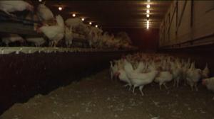 Yle Uutiset Lounais-Suomi: Yle Uutiset Lounais-Suomi 17-08-2016 Klo 17-06: 17.08.2016 16.46