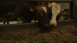 Yle Uutiset Itä-Suomi: Yle Uutiset Itä-Suomi 18-08-2016 Klo 17-06: 18.08.2016 16.27