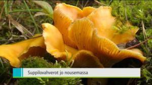 Yle Uutiset Itä-Suomi: Yle Uutiset Itä-Suomi 22-08-2016 Klo 18-22: 22.08.2016 18.43