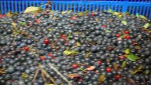 Yle Uutiset Lappi: Yle Uutiset Lappi 23-08-2016 Klo 17-06: 23.08.2016 16.43