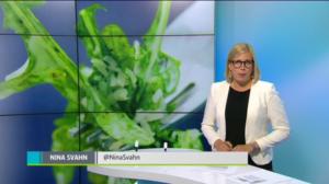 Yle Uutiset Uusimaa: Yle Uutiset Uusimaa 31-08-2016 klo 18-22: 31.08.2016 18.53
