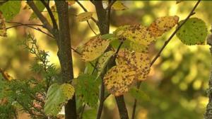 Yle Uutiset Lappi: Yle Uutiset Lappi 05-09-2016 Klo 17-06: 05.09.2016 16.41