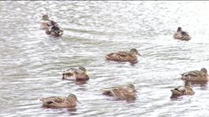 Yle Uutiset Itä-Suomi: Yle Uutiset Itä-Suomi 13-09-2016 Klo 17-06: 13.09.2016 16.31