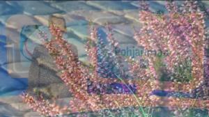 Yle Uutiset Pohjanmaa: Yle Uutiset Pohjanmaa 07-11-2016 Klo 18-22: 07.11.2016 18.05