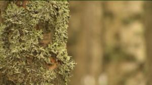 Yle Uutiset Pohjois-Suomi: Yle Uutiset Pohjois-Suomi 22-11-2016 Klo 17-06: 22.11.2016 16.39