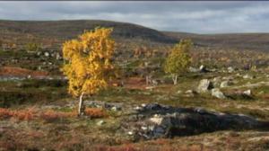 Yle Uutiset Lappi: Yle Uutiset Lappi 30-12-2016 Klo 17-06: 30.12.2016 16.37