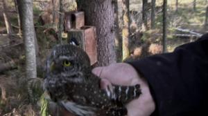 Lintumiehet: 03.06.2016 06.59