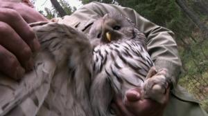 Lintumiehet: 17.06.2016 07.00