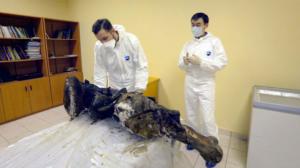 VICE: Cloning the Woolly Mammoth: 11.05.2016 22.00