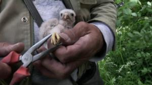 Lintumiehet: 24.06.2016 07.00