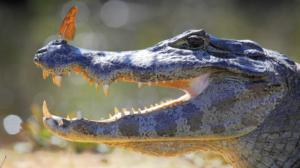 Avara luonto: Kesytön Brasilia: 14.05.2016 18.45