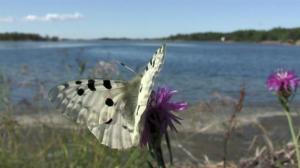 Luonnonkaunis Ahvenanmaa: Päiväperhoset: 07.07.2016 20.15