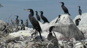 Kosteikoilta ulkoluodoille: 04.08.2016 20.24